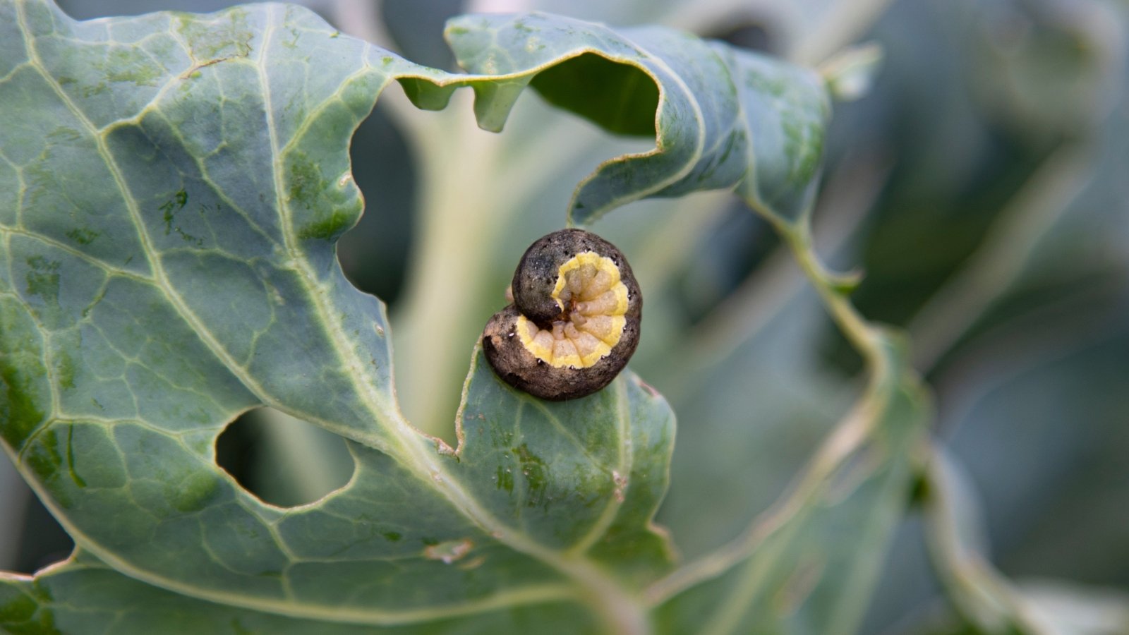 A close-up of several small, green cabbage worms feeding on a large Brassica oleracea leaf, the damaged areas of the leaf showing clear holes and discoloration against the healthy green surface.