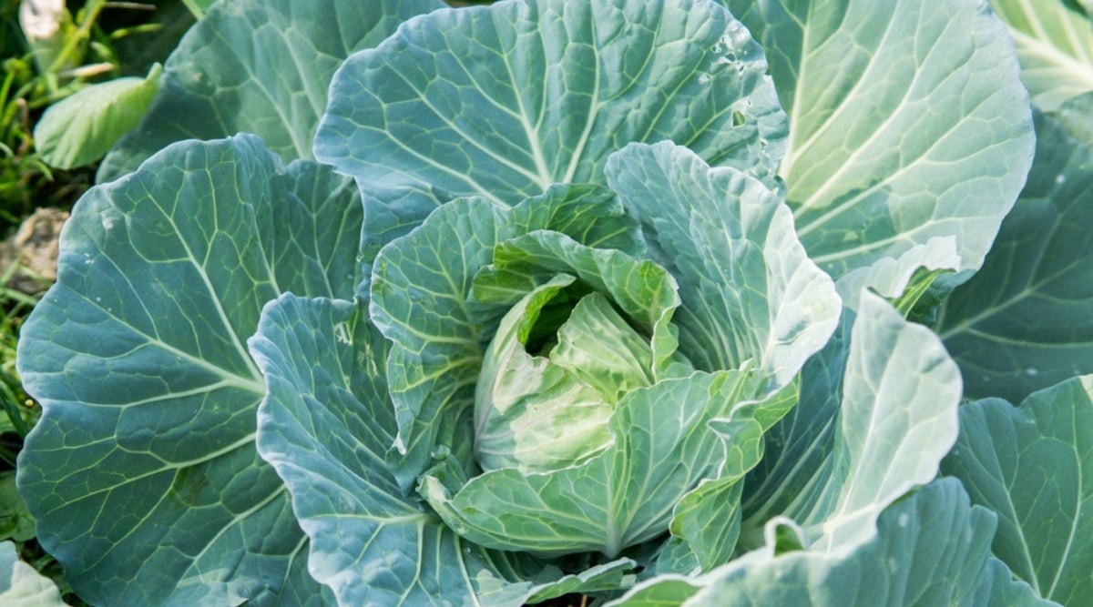 Close up of a slightly open head of cabbage with very large textured leaves with white veins. The sun shines brightly on the plant.