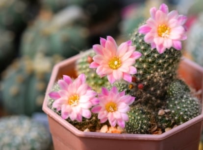 Soft pink flowers with frilled petals bloom in a circular pattern around a green cactus, surrounded by spiny, ridged stems in a pot.