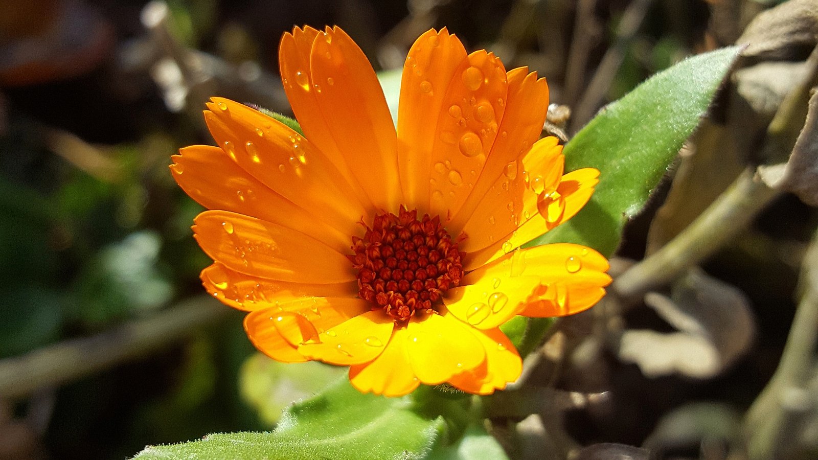 A close-up of an orange calendula flower glistening with water droplets, illuminated by warm sunlight.