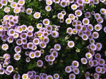 A low-growing, california native ground cover with thick, gray-green leaves, slender stems, and lavender-petaled flowers encircling a vibrant yellow disk.