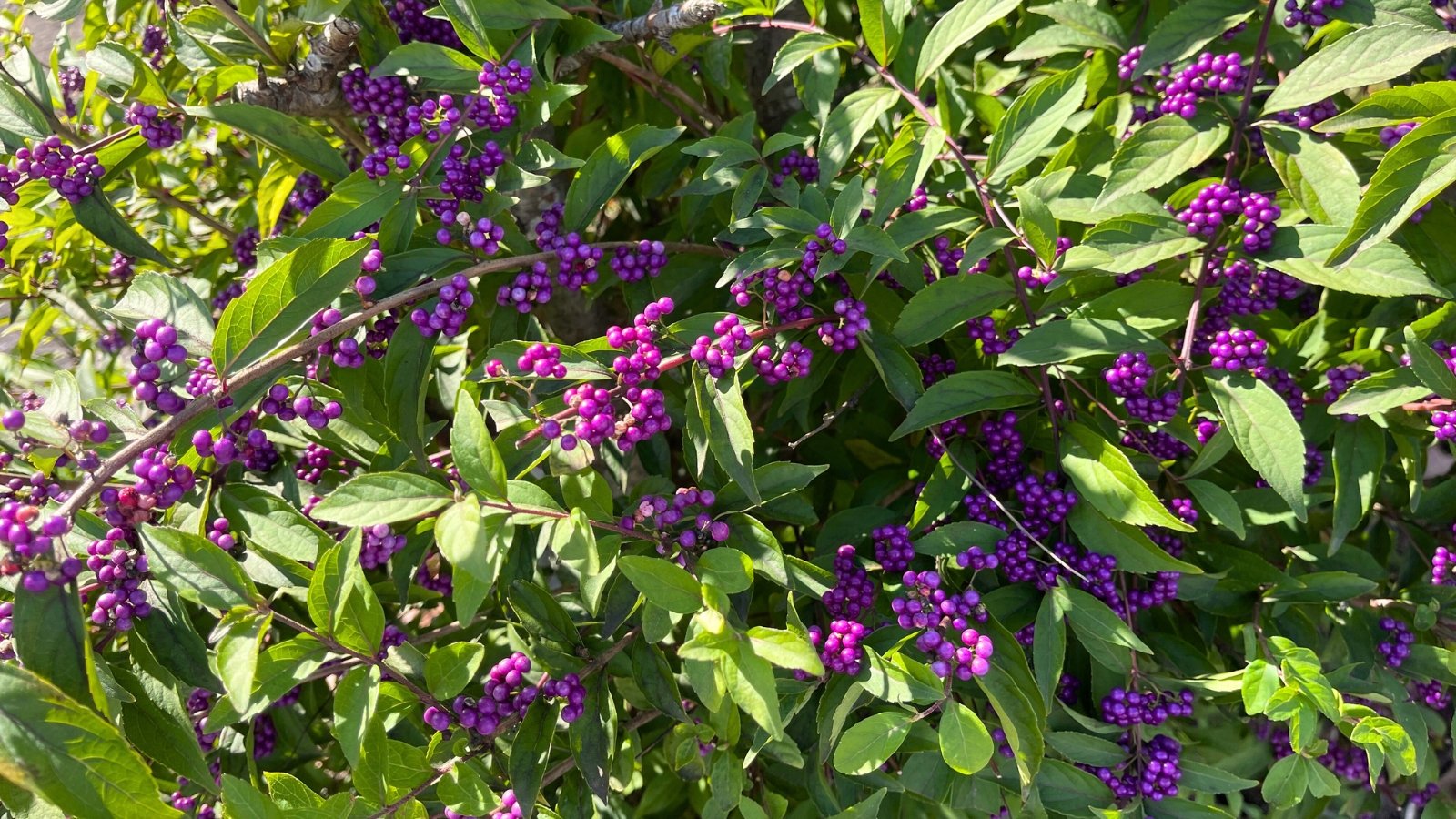 Clusters of vibrant purple berries grow amid the glossy green, deciduous foliage.

