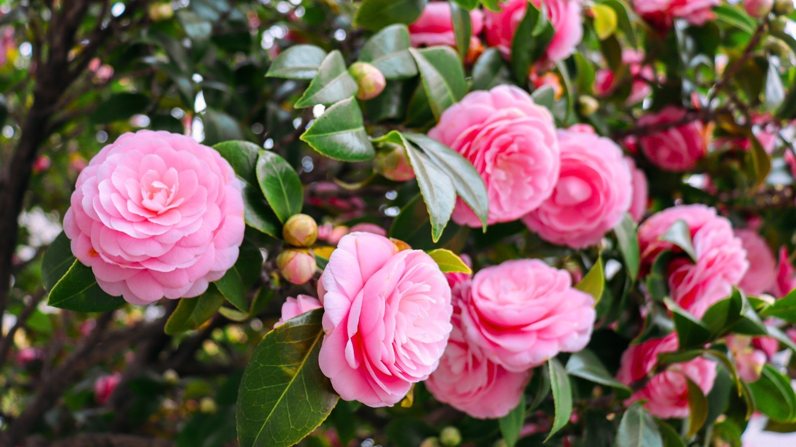 Large, glossy leaves support soft, elegant rose-shaped flowers in a soft pink shade.