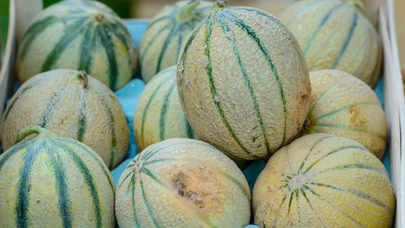 Rough, round melons with pale golden-orange rinds and green ribs are neatly arranged in a wooden crate.