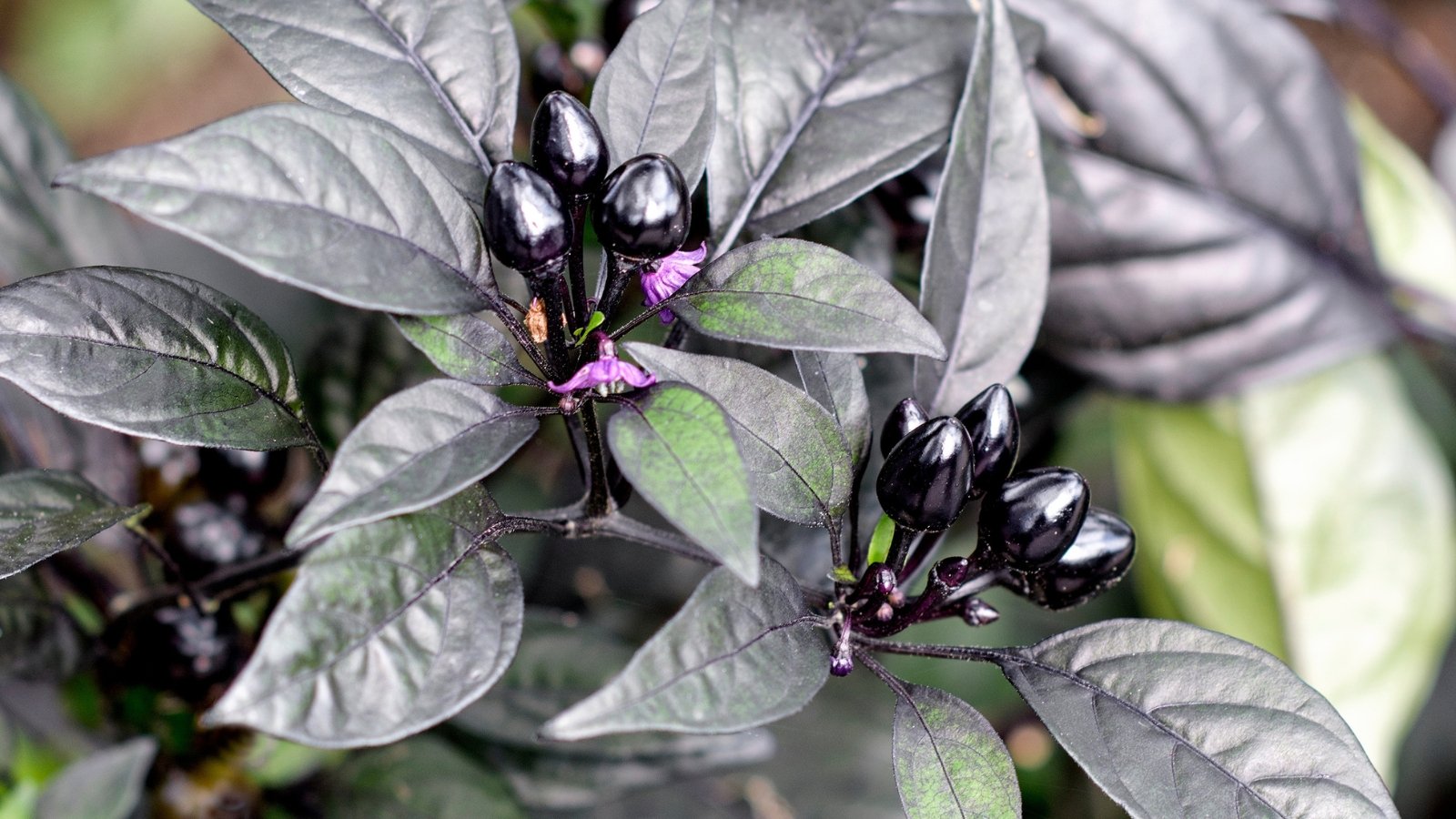 Small, round peppers with glossy black skin grow among lush purple-green leaves.