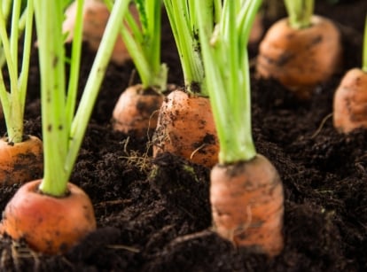 Rows of Daucus carota roots, bright orange and thick, partly emerging from dark, loose soil. The green feathery leaves are upright and dense above each root.