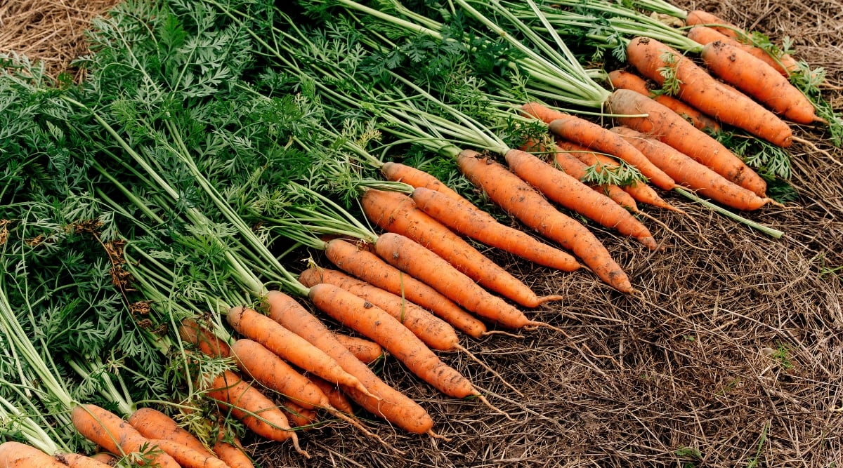 Row of freshly harvested orange carrots with some dirt still left on them as well as long green stems with frilly leaves. The carrots rest on a bed of straw mulch.