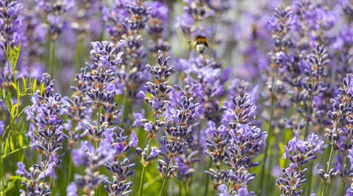 Catmint