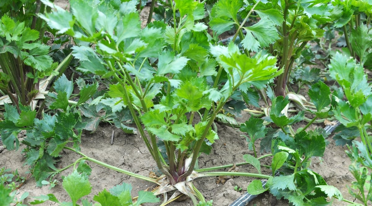 Close up of a plant with sturdy green stems and frilly leaves growing from the stems growing in a garden among several other plants of the same variety. A single black striped irrigation hose runs through the plants.
