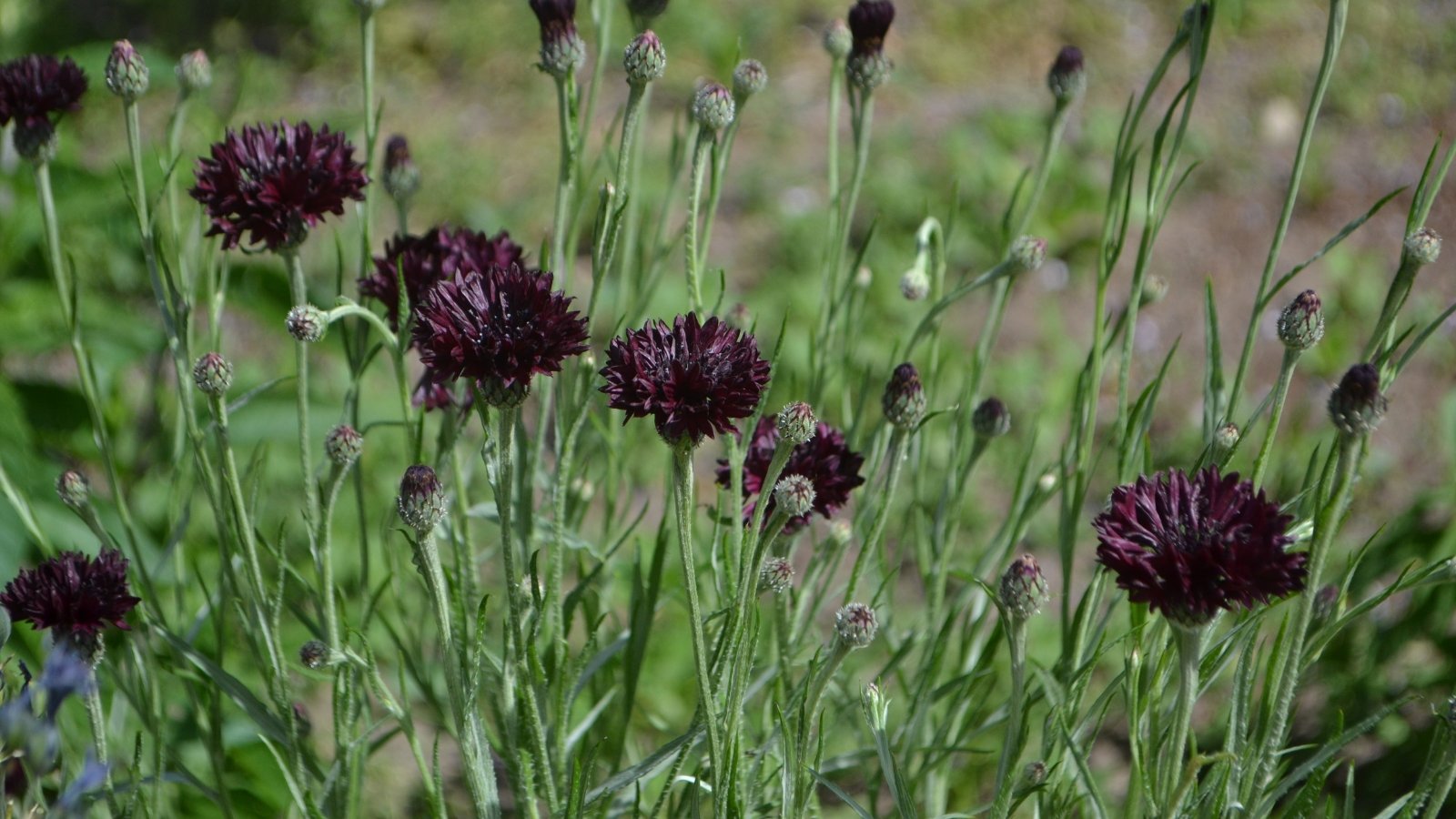 Soft, deep purple-black petals form compact blooms on thin stems, emerging from silvery-green foliage.