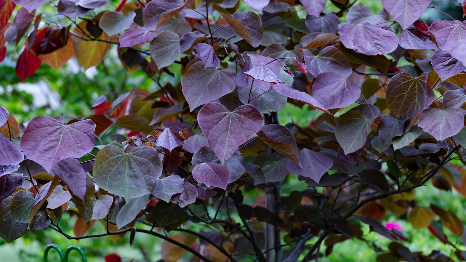 Heart-shaped leaves emerge in shades of reddish-purple, growing along slender, purple-brown branches.
