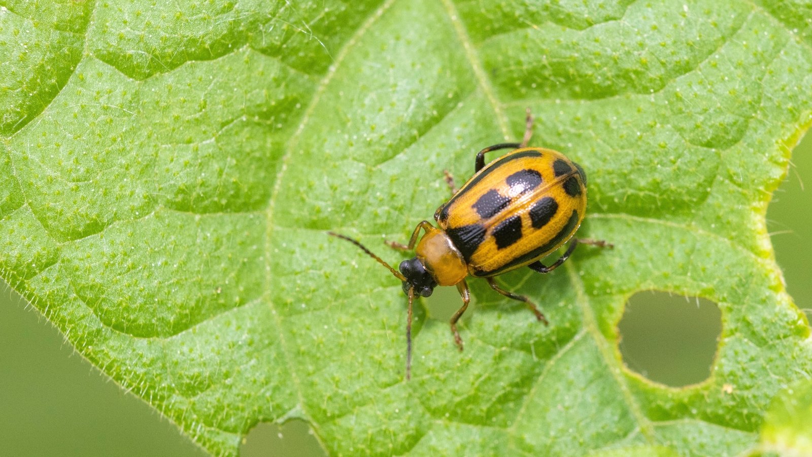 A small, bright yellow Cerotoma trifurcata beetle with black markings crawls on a green leaf, showcasing its elongated body and distinctive color pattern.
