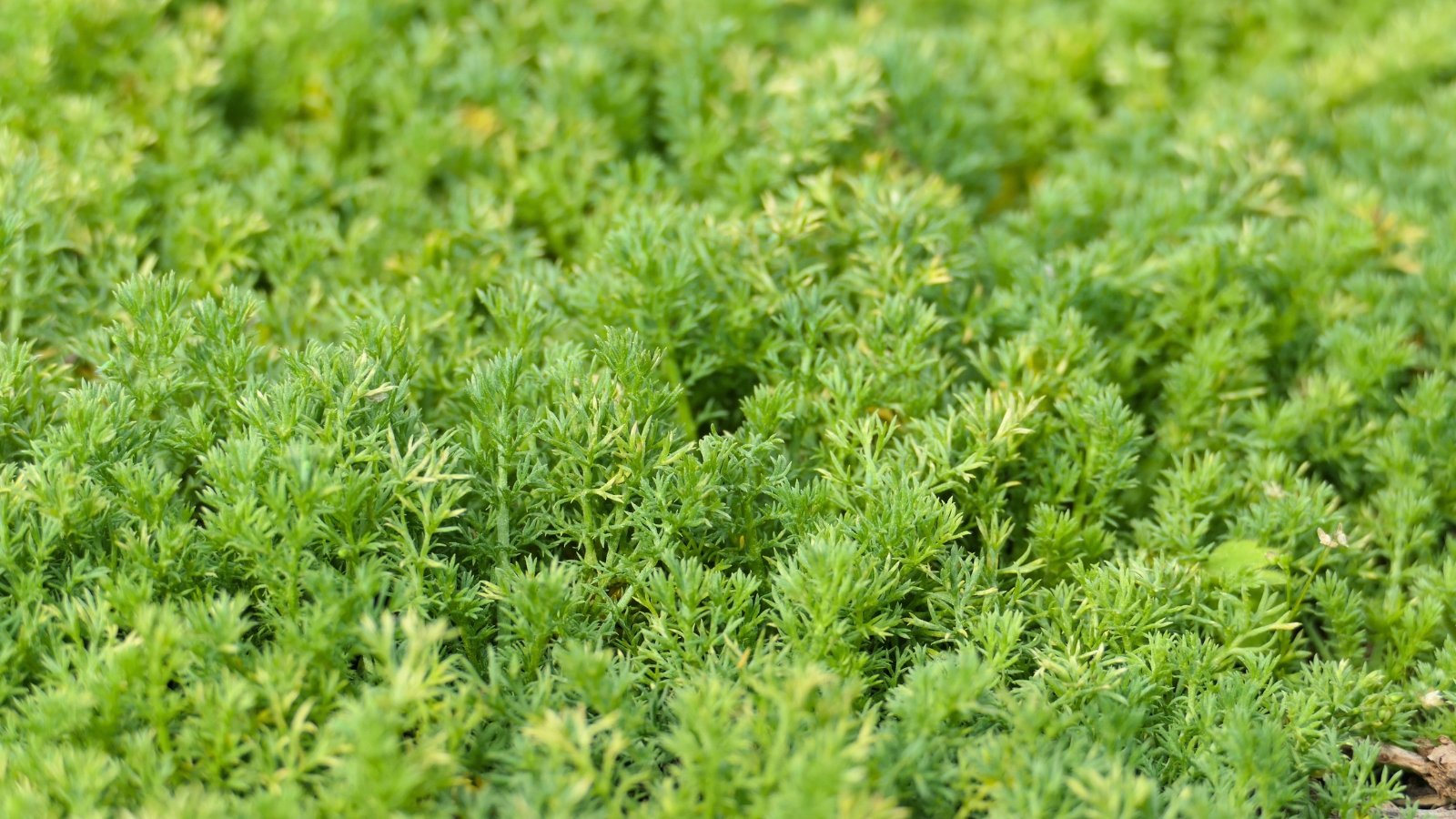 Low, spreading stems covered in finely textured, soft green leaves with a feathery appearance.
