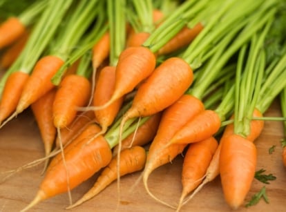 Thick, conical orange chantenay carrots with blunt tips, topped with feathery green leaves and sturdy, short stems.