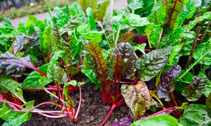 Swiss chard