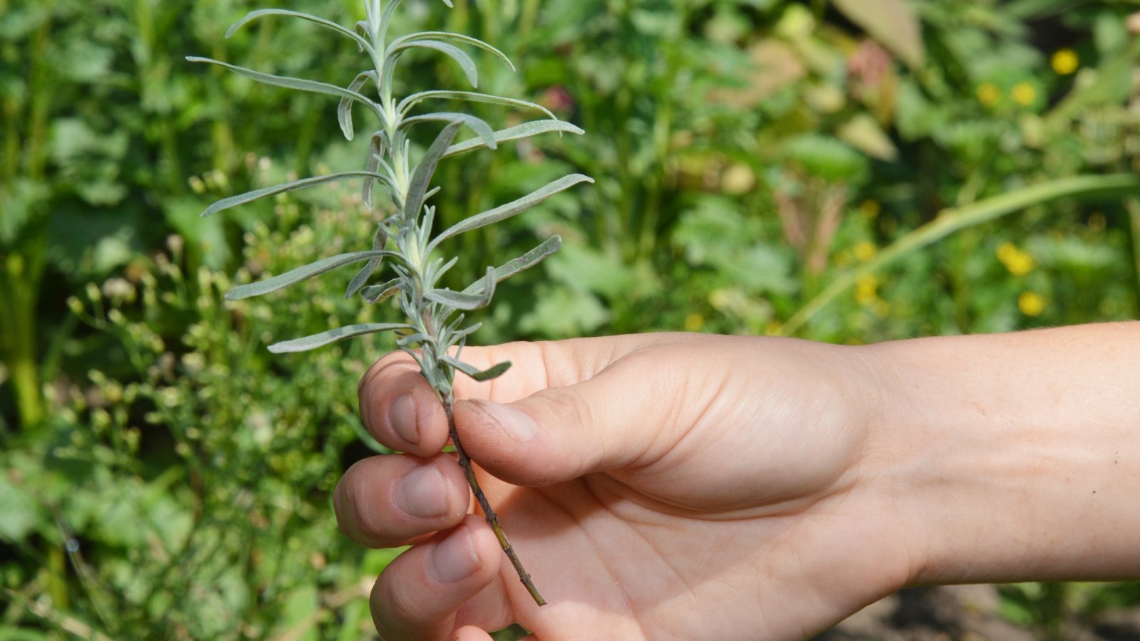 A person holding a single Lavandula stem, inspecting its fuzzy, gray-green leaves and woody base.