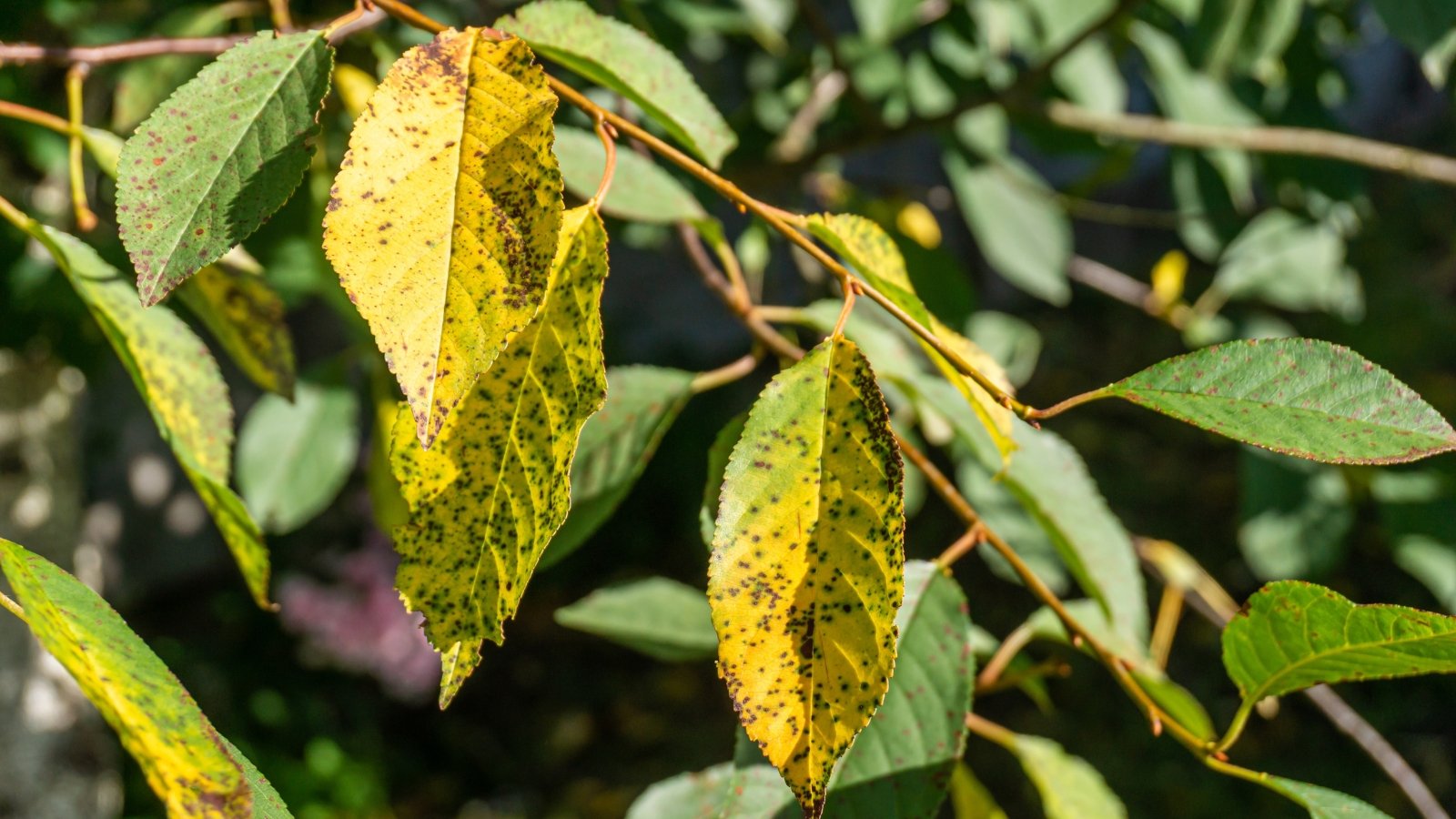 Fungal-infected cherry leaves display scattered dark lesions and yellowing around the spots before dropping.
