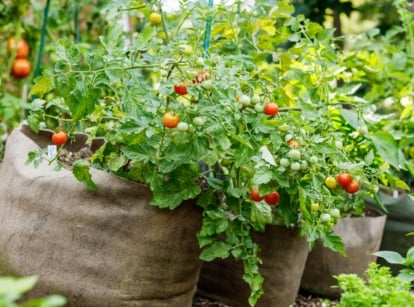 A close-up of cherry tomatoes and vegetables growing in fabric grow bags, showcasing vibrant green leaves and clusters of ripe cherry tomatoes hanging in rows, set against a sunny backdrop.