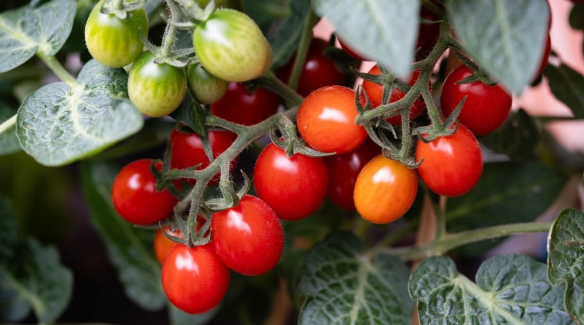 Close-up of a thin dark green stem with several round red shiny fruits growing on it. Some of the fruits are unripe and green toward the top. Lush dark green foliage is in the background.