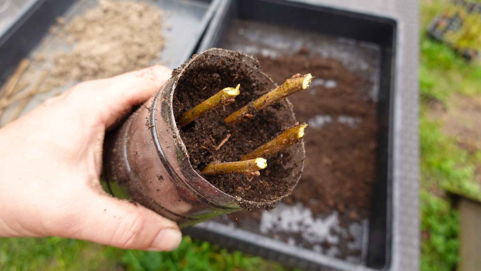 A male gardener holds a plastic pot of freshly planted fruit tree cuttings for propagation in his hand.