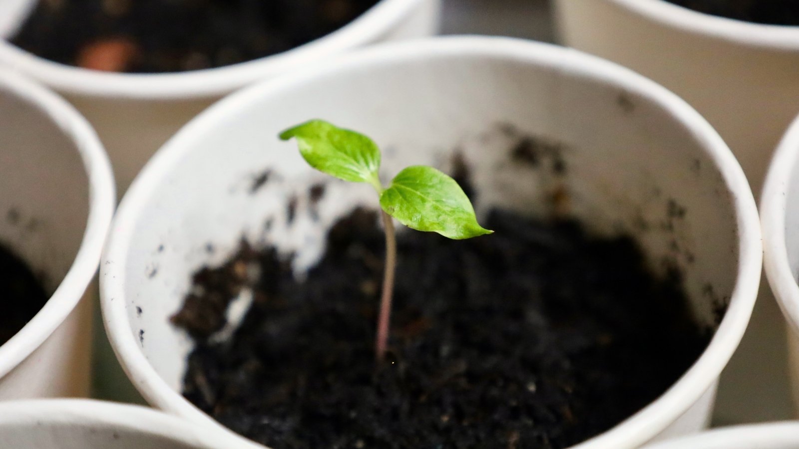 Close-up of a young cherry tree sapling with a thin stem and two oval, slightly tapering green leaves growing in a white cardboard cup.