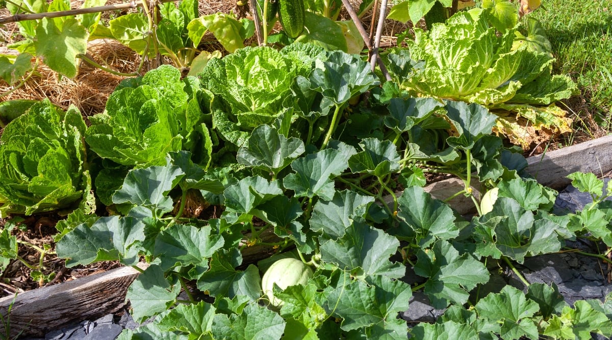 Close-up of a garden bed with cantaloupe, lettuce and cucumber growing vegetables. Cantaloupe is a spreading vine with long thin stems. Cantaloupe leaves are large and palmately lobed, resembling a hand with multiple fingers. The leaves are deeply divided into three to five lobes, with protruding veins running through them. They have a rough texture and are medium to dark green in color. The fruits are large, round in shape, with a rough mesh peel of a light green color.
