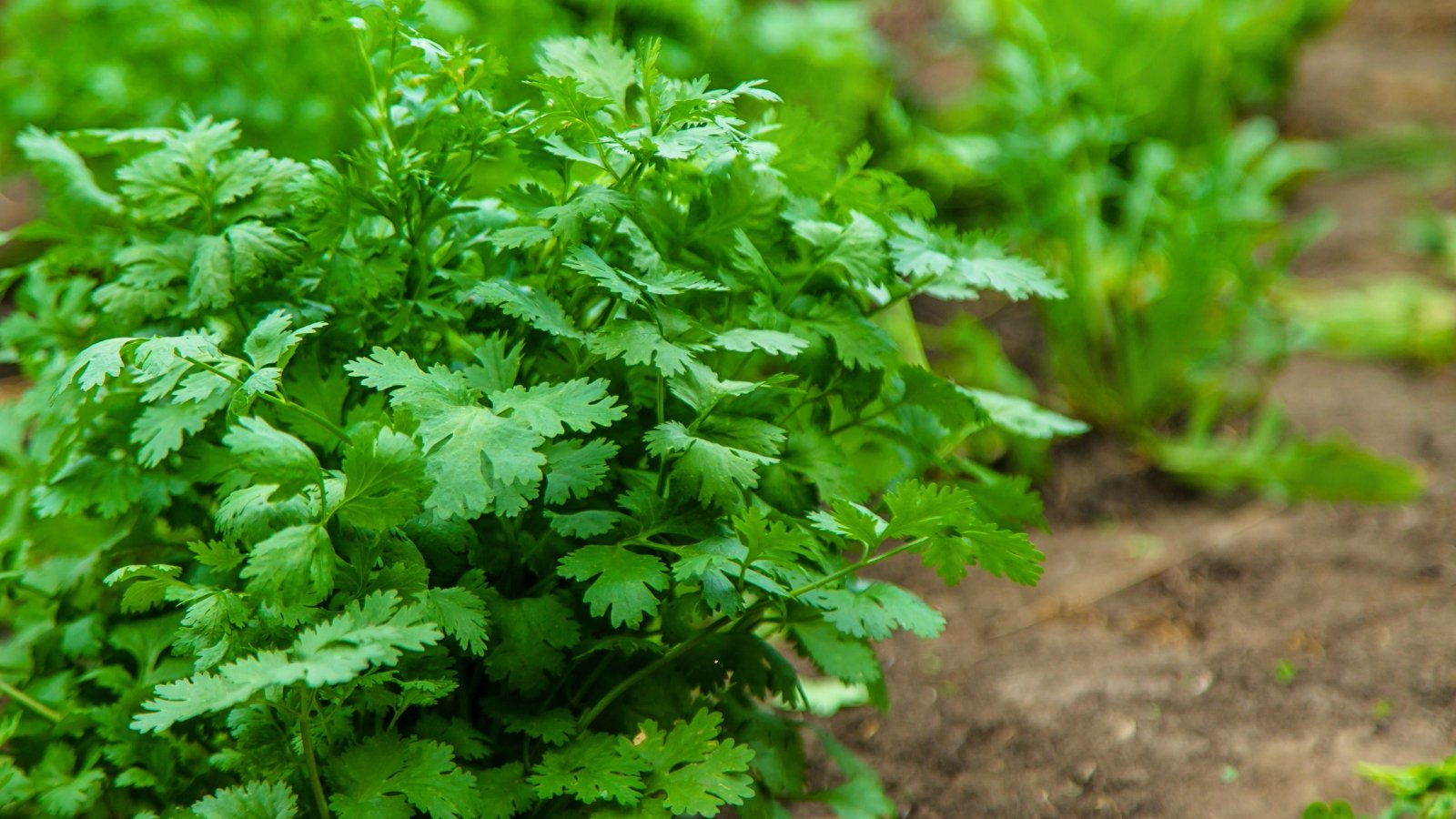 Delicate, lacy green leaves grow on slender stems, forming bunches in the garden bed.