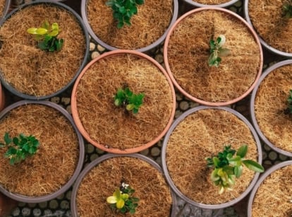 Rows of round terracotta pots filled with fibrous brown growing medium, each containing small green seedlings.