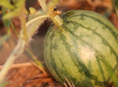 Closeup of a Citrullus Vulgaris sapling featuring dark and light green stripes, sitting on the dry soil, attached to fuzzy, thick stems.
