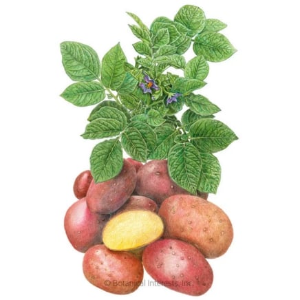 Clancy Potato Seeds