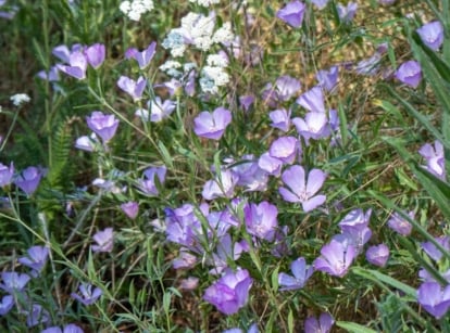 Clusters of violet flowers with thin petals radiate from golden centers, surrounded by slender green leaves.