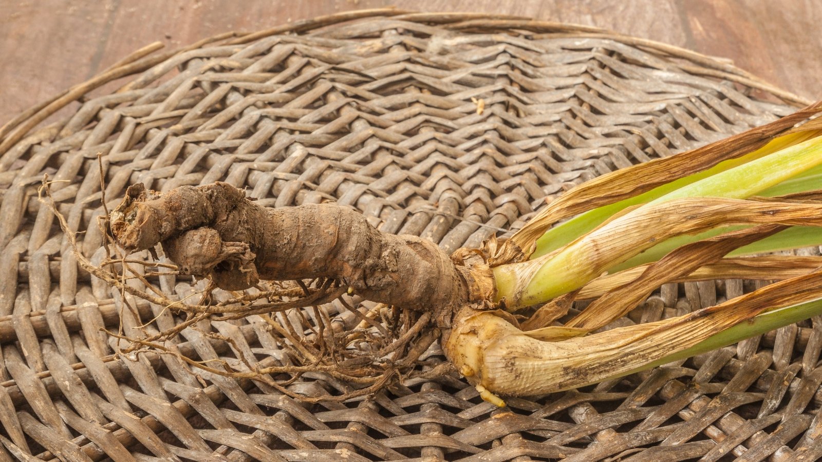 A single, washed brown rhizome with trimmed green leaves resting on a woven surface.