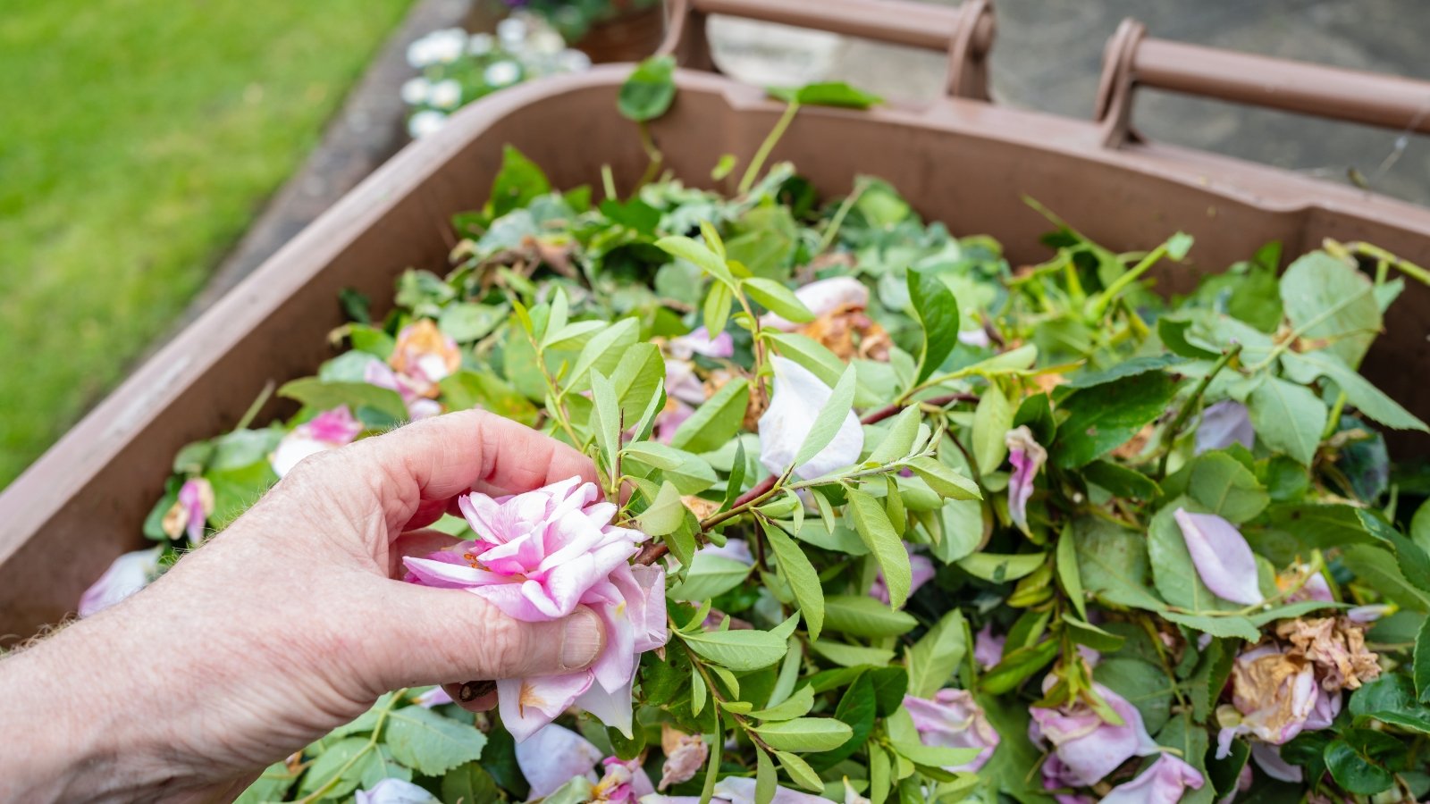 Hand holding trimmed pink Rosa flowers above a box filled with green stems and wilted petals.