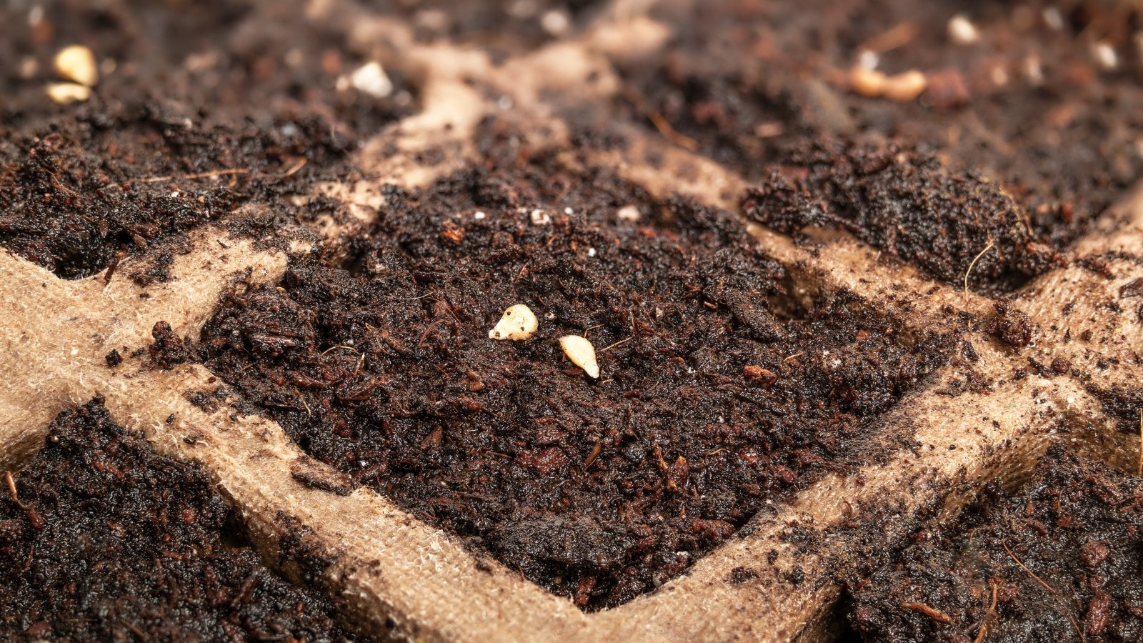 A close-up view of a brown cube reveals a few light-colored seeds carefully embedded in its surface, surrounded by moist, rich material, the seeds waiting to germinate and produce young plants in the structured environment.