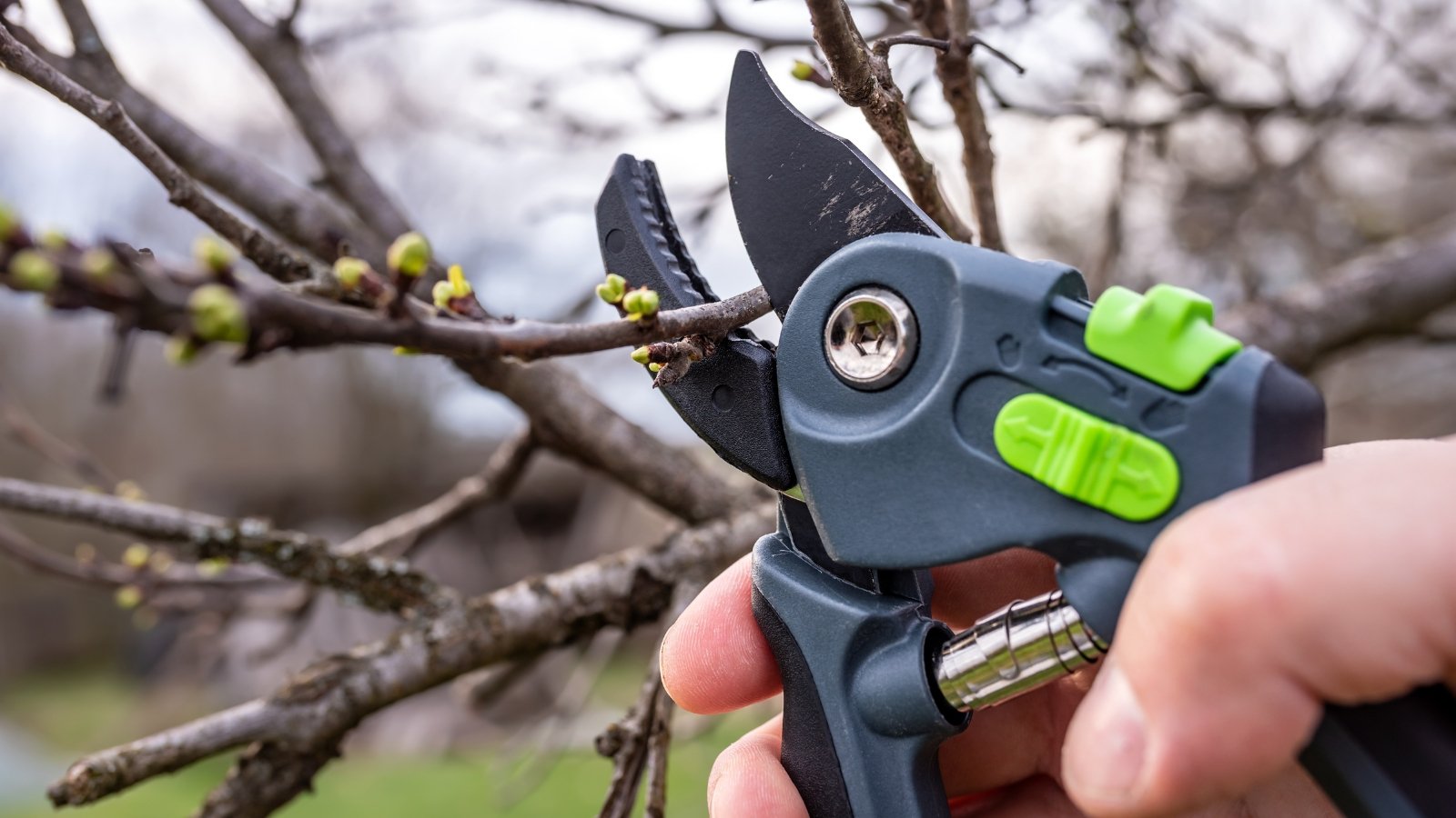 A hand holding black bypass pruners with green grips, cutting a dry, leafless branch.
