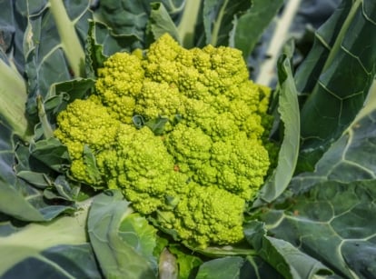 A green vegetable with a fractal pattern of conical buds surrounded by large, bluish-green leaves.