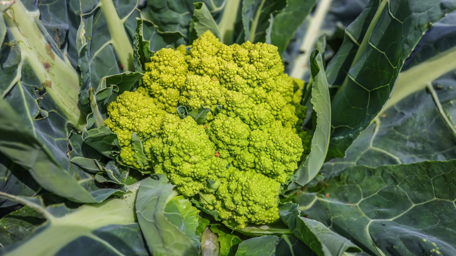A green vegetable with a fractal pattern of conical buds surrounded by large, bluish-green leaves.