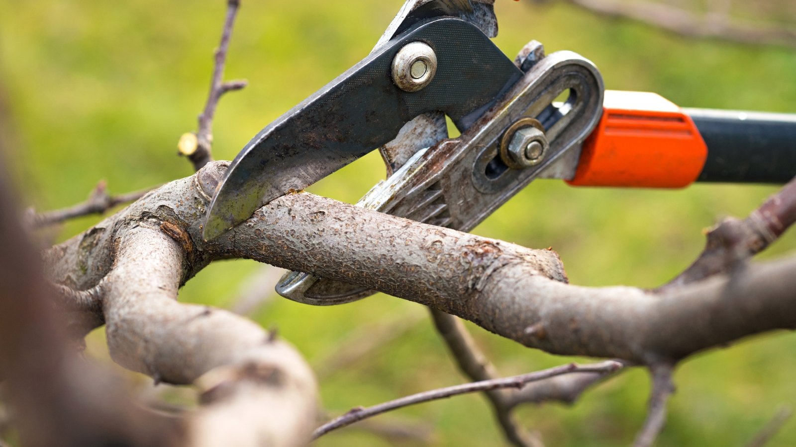 Sharp orange-handled shears snip a thick, rough-textured woody stem, revealing a fresh cut.