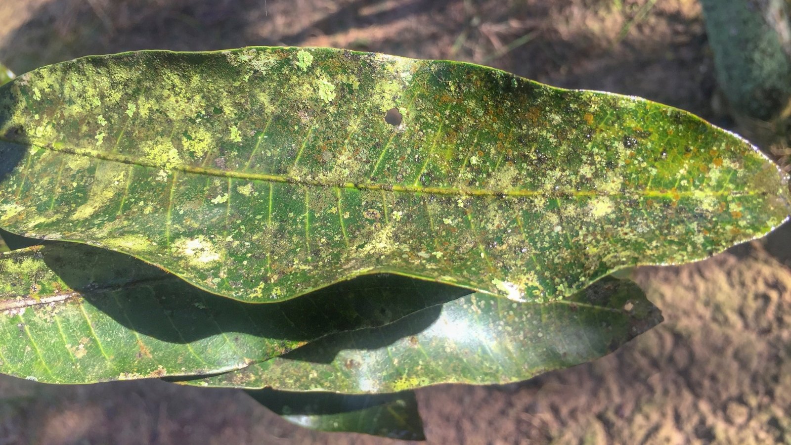 Mangifera indica leaf showing irregular yellow spots and patches on dark green surface, indicating leaf stress.