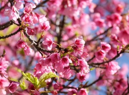 Dense clusters of bright pink Prunus campanulata blossoms with dark brown branches and tiny green buds.
