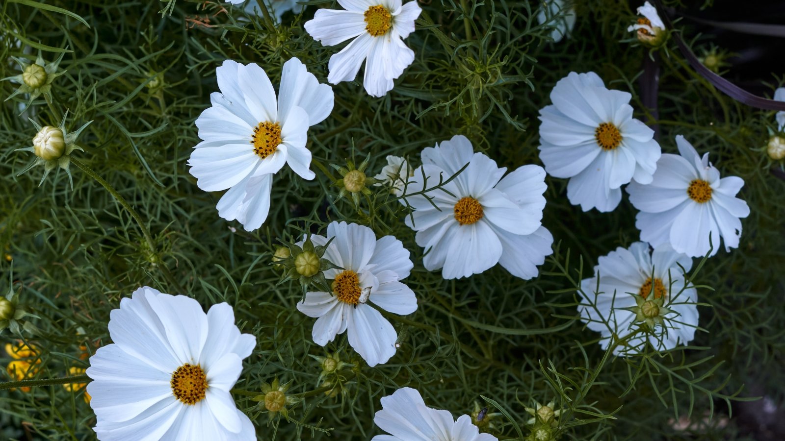 White cosmos flowers rest delicately on top of green, feathery leaves.
