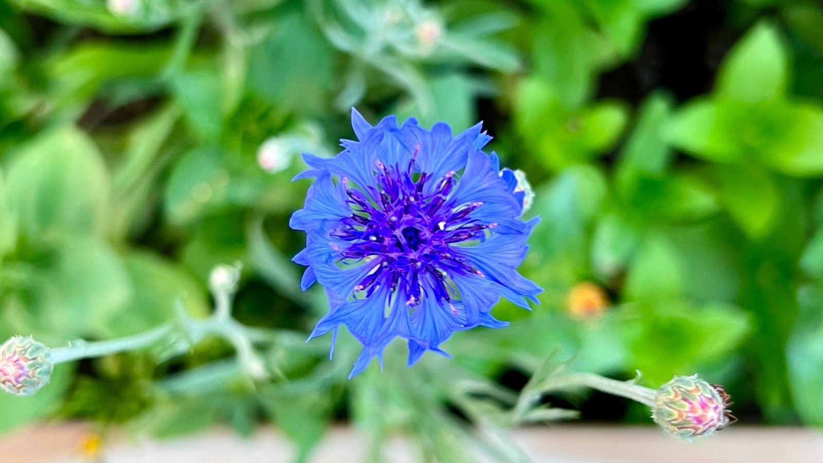 A close-up of a blue Bachelor's button flower, with a soft, blurred background of lush green foliage.
