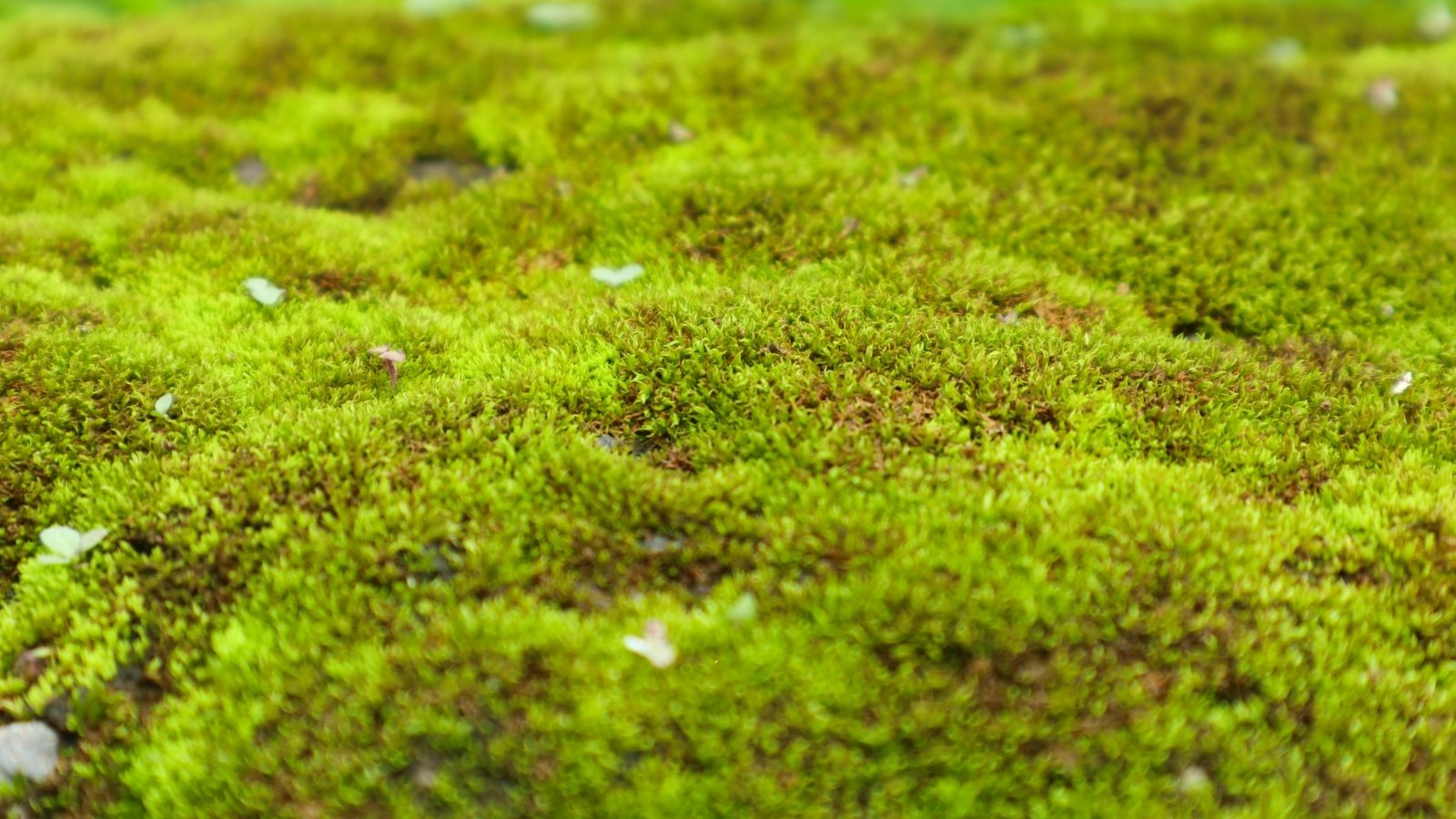 Velvety, low-growing carpet of dense green moss forming a lush, cushion-like surface.
