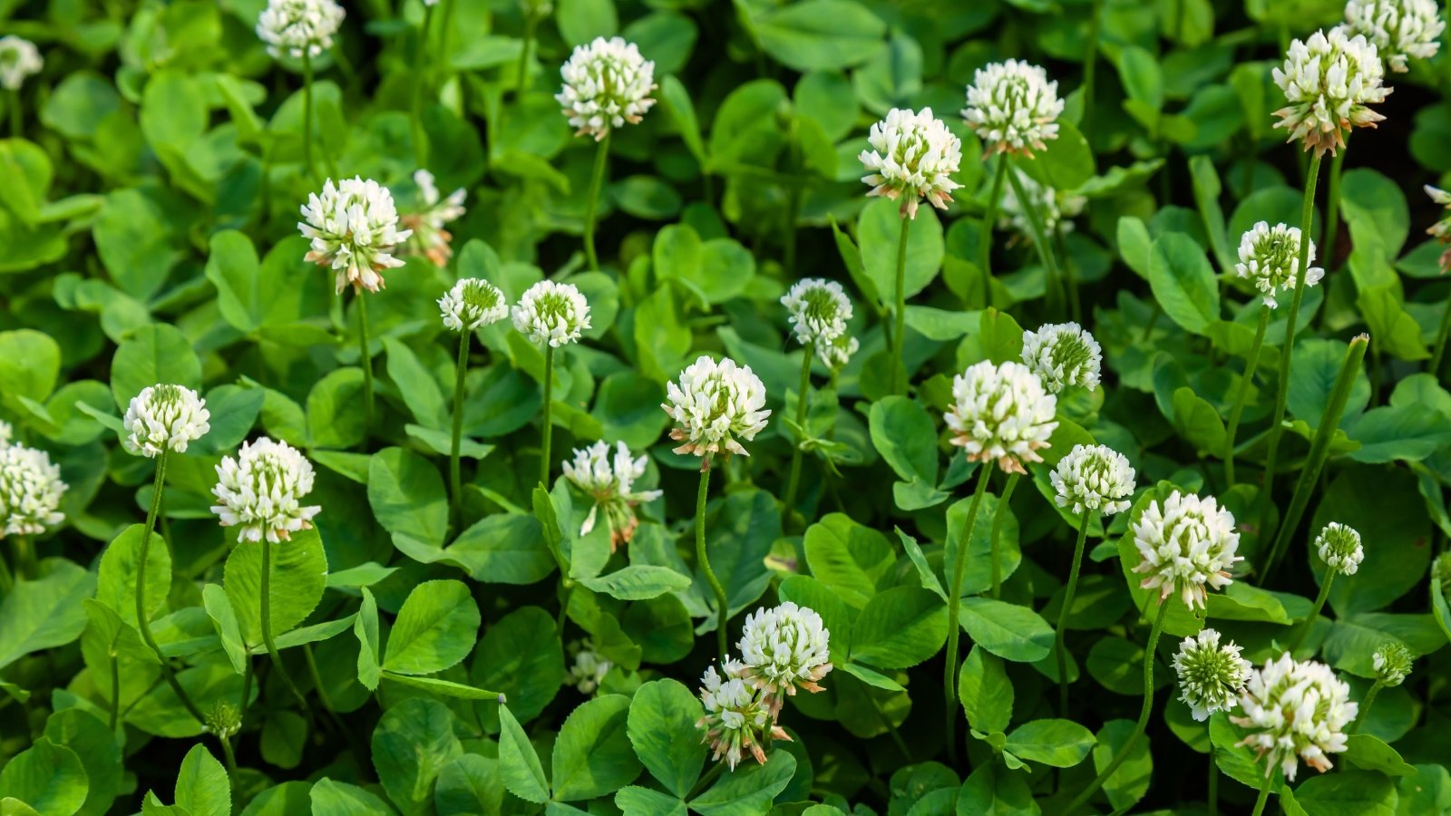 Mat of dense green foliage with clover-like leaflets supports upright stems topped with delicate white puffball flowers across a blooming meadow.

