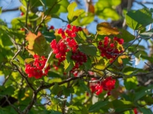 A cluster of vibrant red, round berries sits among glossy, deep green leaves. The leaves have pointed edges and a waxy texture, and sunlight filters through the surrounding foliage, casting soft shadows on the berries.
