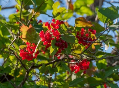 A cluster of vibrant red, round berries sits among glossy, deep green leaves. The leaves have pointed edges and a waxy texture, and sunlight filters through the surrounding foliage, casting soft shadows on the berries.