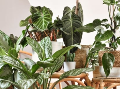 Multiple Dieffenbachia plants with broad, ovate leaves featuring cream-colored variegation and prominent green edges.