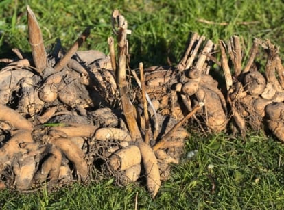 A large pile of thick, knobby roots with pointed ends resting on green grass.