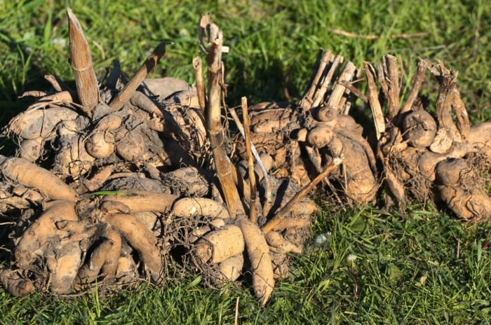A large pile of thick, knobby roots with pointed ends resting on green grass.