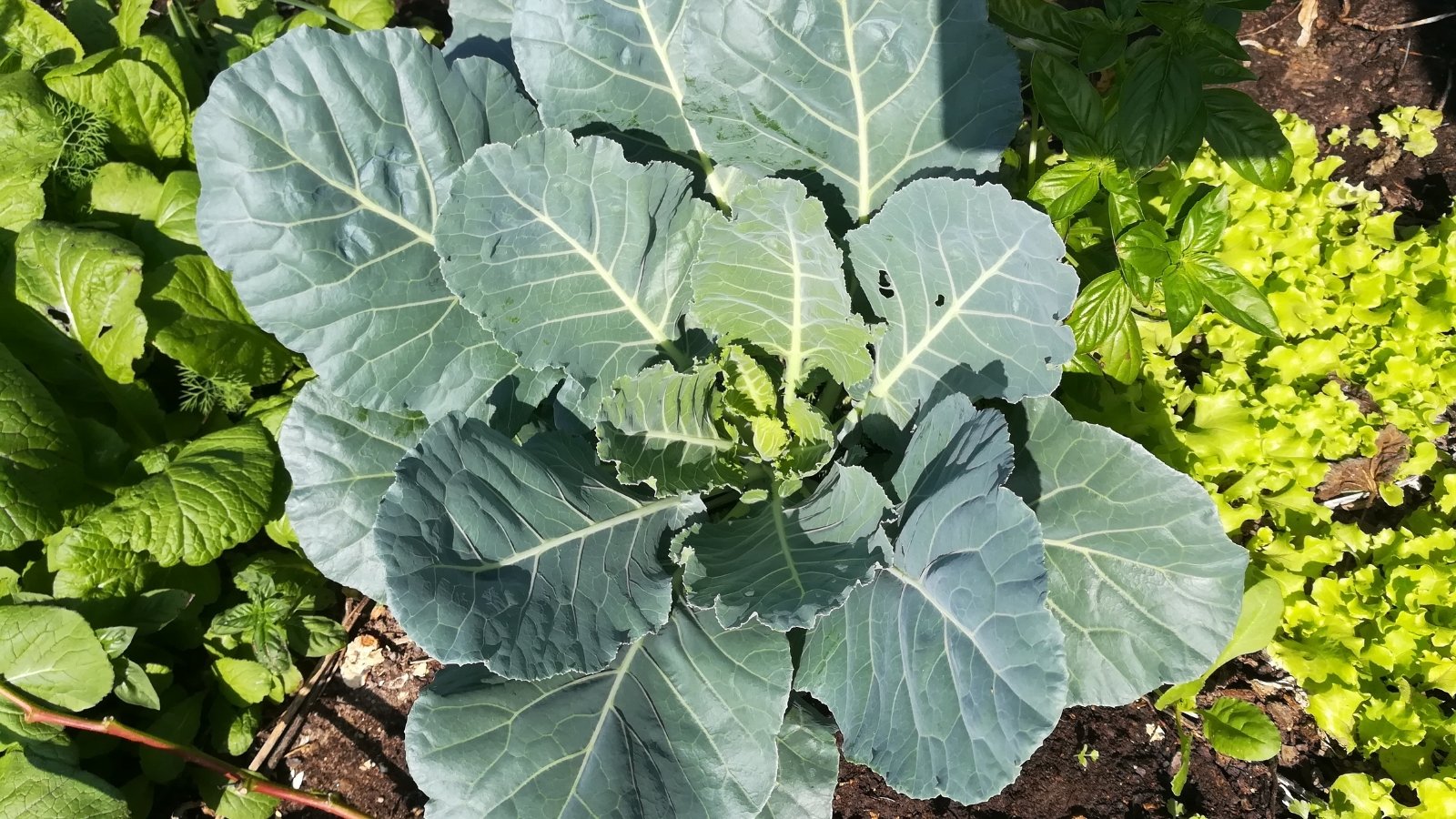 A robust Collards Brassica oleracea var. viridis plant with large, flat, blue-green leaves.